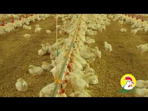 Agrizoo, Pularia e Zogjve te rritur me ushqime naturale