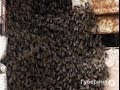 На лоджии поселился пчелиный рой.MestoproTV 