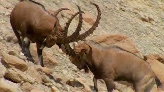 Ibex Fight for Mating Rituals | Wild Arabia | BBC Earth