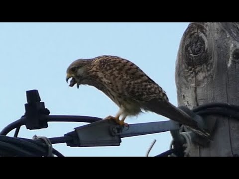 Wild hawk vomits ! (strange)