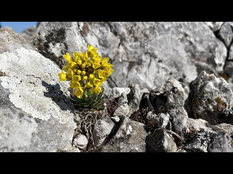 Domogledul Mic și Domogledul Mare (Munții Cernei-Mehedinți, martie 2022)