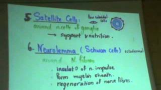 Dr Gihan CNS 5 part2 (Brain barriers,cerebrum & neuroglia)