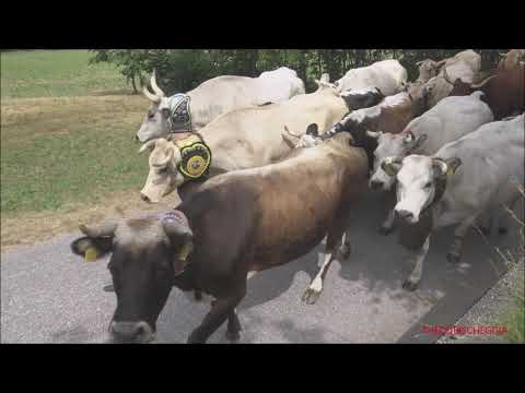 ANDATA E RITORNO DELLA TRANSUMANZA CHE PASSA A ROBILANTE (CN) DOM.26 - 6 - 2022 - MERC.5 -10 - 2022.