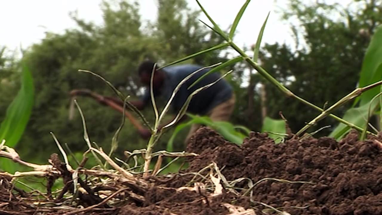 The Acacia Project- helping fight poverty in Africa