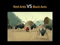 Pertarungan Semut Merah Vs Semut Hitam Part 2