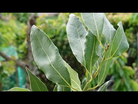 El laurel -  Laurus nobilis | ¿De dónde sale el Laurel?