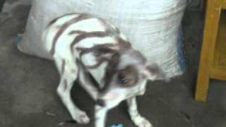 preview picture of video 'Amazing Zebra Dog'