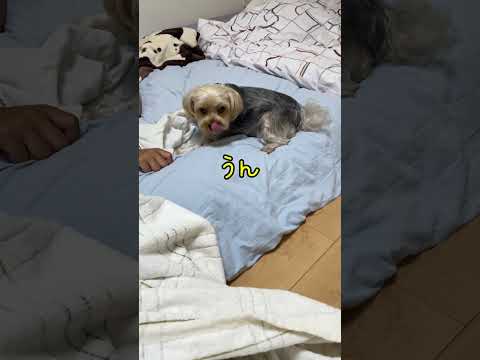 ヨーキープーまたはヨーキプー