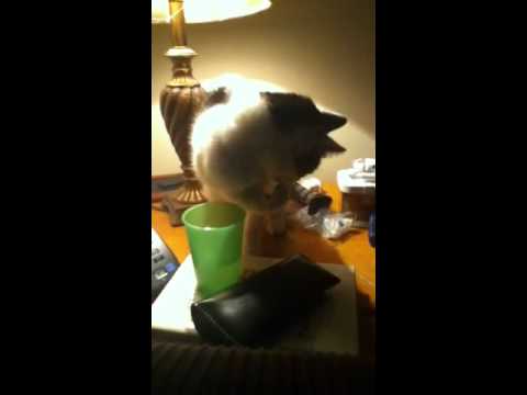Cat spilling water