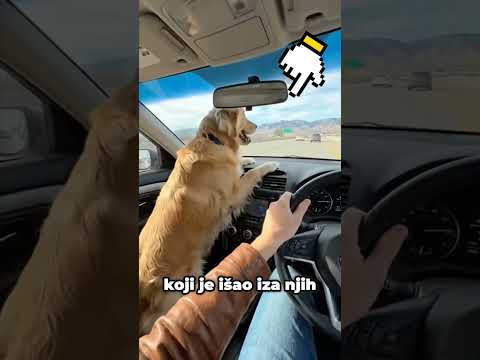 Pas Je Ispao Iz Auta 😱🐶