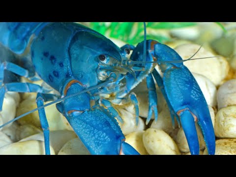 Can lobsters eat humans?