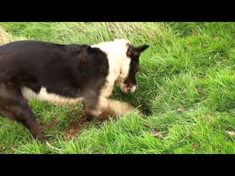 Cbeebies Meet the kittens Dog