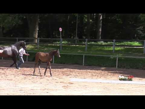 Stutfohlen Millennium x Quaterback