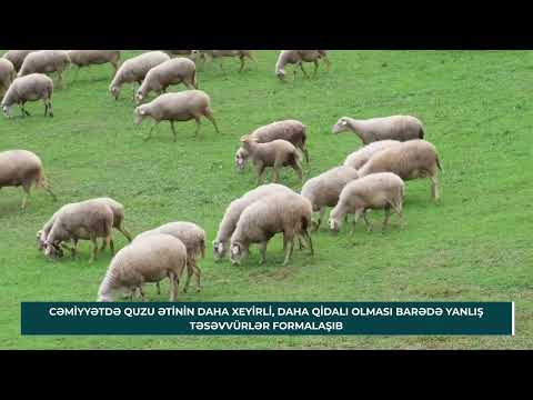 Quzuların erkən kəsimi məhsuladarlığa mənfi təsir göstərir