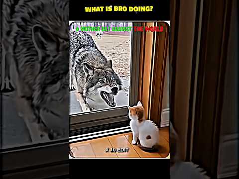 NO ONE CAN TOUCH HER KITTEN #trollface #edit #trendingshorts