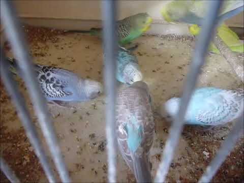 2021 04 22 Knaulgras bei den wilden Hennen