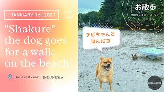 「チビちゃんと遊んだヨ」シャクレ犬リラさんの犬いっぱいのお散歩 2021年1月16日夕方