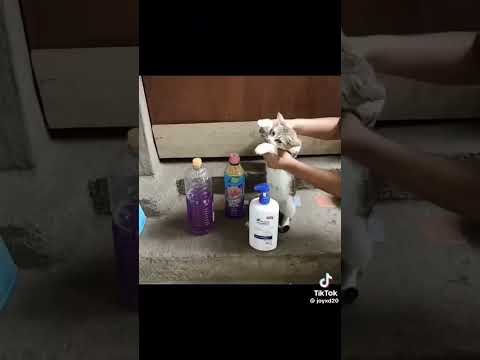 señora ama de casa le venimos ofreciendo clarasol vino shampoo suavitel