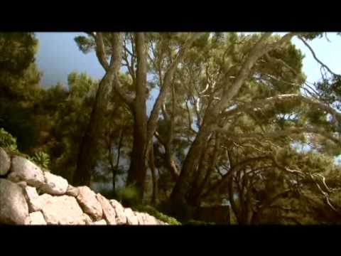 L'arbre i un poema. El Pi de Formentor