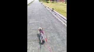 海辺をさくさく歩くももちゃん#犬のいる暮らし#海辺 #ヨーキー #可愛い#散歩
