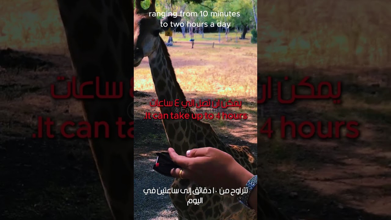 Amazing Giraffe Facts You Need to Know