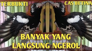 Download lagu TERBUKTI AMPUH !! CAS DENGAN ANIS KEMBANG BETINA INI mp3