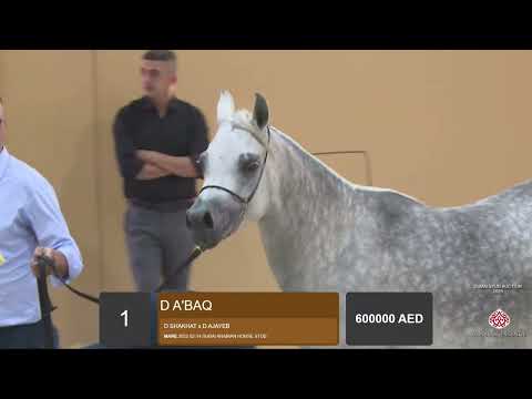 Dubai Stud Auction 2025