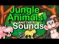 Jungle Animals and their Sounds | learning for kids