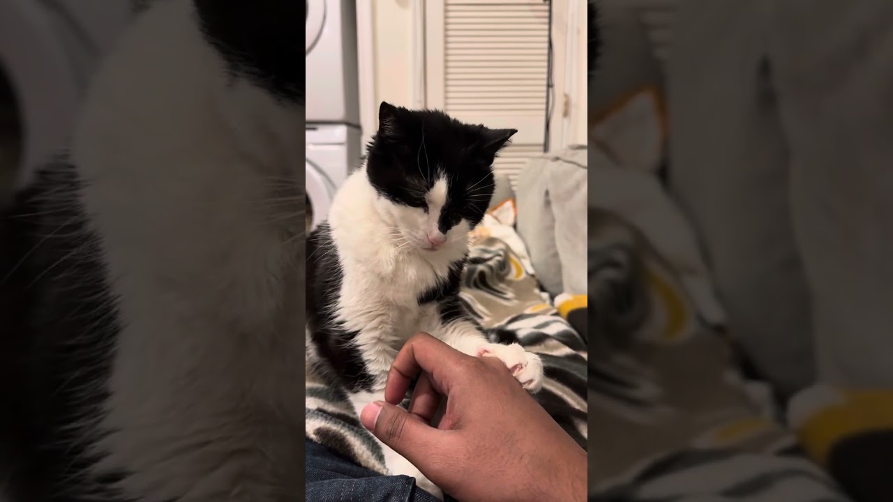 Enlarge Puddy Cat, a Adoptable Domestic Short Hair in Philadelphia, PA video 6/6