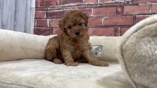 トイプードルの動画01
