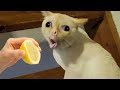 Rire Aux Larmes Avec Ces Animaux Hilarants