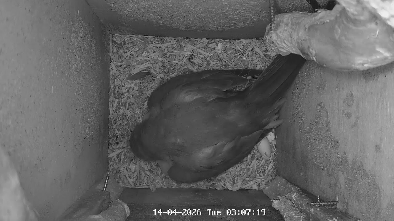 Watch wild London Parakeets nesting LIVE!