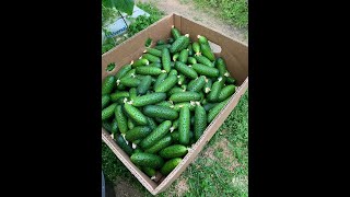 Огурцы Гуннар Описание Сорта Фото Огурцы Гуннар Описание Сорта Фото