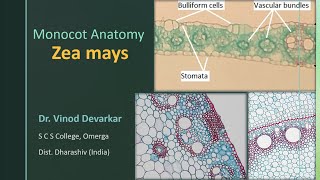 Anatomy of Zea mays by Dr. V. D. Devarkar