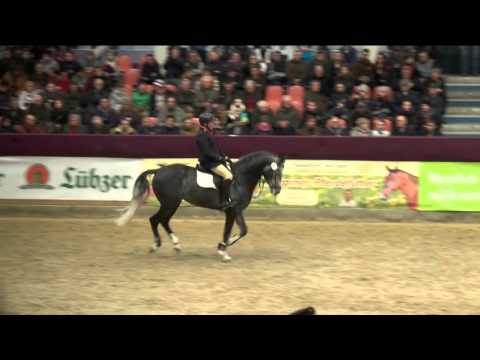 Discar Hengstpräsentation 2016