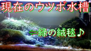 いつもご覧いただきありがとうございます☆彡　ウツボ水槽の経過報告的な全体紹介動画です♪