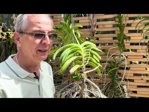 Essential care tips for Vandaceous orchids / Vandas