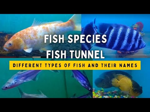 Fish species and fish tunnel || different types of fish with their names ‎@Anubhavigola  #vlog