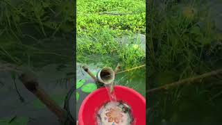 Download lagu surprising results from fishing in the swamp #fish #fishing #swamp #viral #shortvideo mp3