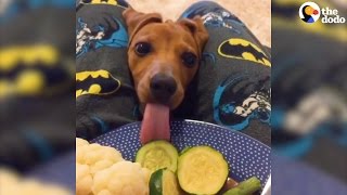 Funny Pets Who Don&#39;t Understand Personal Space | The Dodo