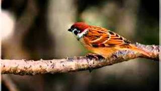 Ang Pipit by Mabuhay Singers