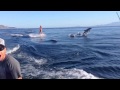 Dolphin Surfing, Woman Wakeboarding with Dolphins