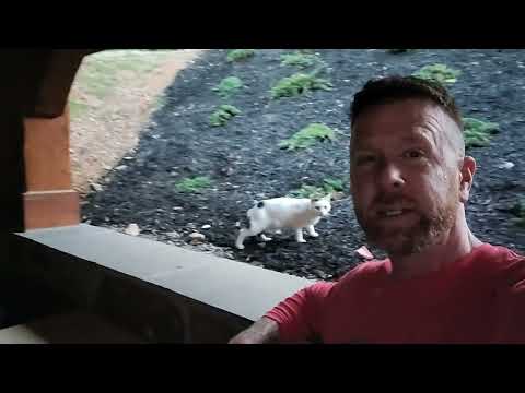 Taming Feral Cats! It's a Process..