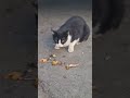 Tuxedo Cat Was Hungry