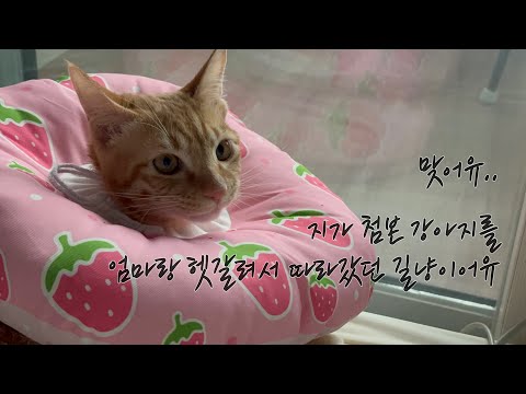 이것이 간택. 냥생역전이로다. [냥줍 후 6개월 후]