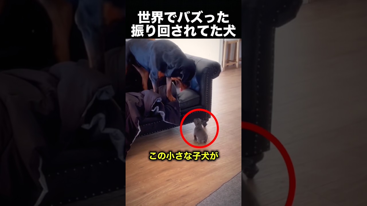 この子犬、先輩犬を変えてしまいました！