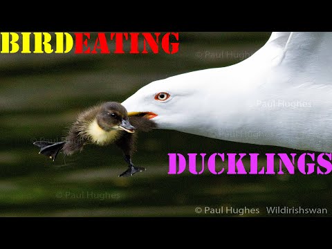 Frantic mother ducks attack a bird eating ducklings