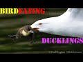 Frantic Mother Ducks Attack A Bird Eating Ducklings