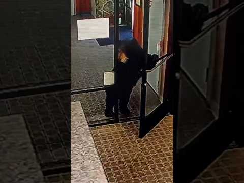 Black bear wanders into California office