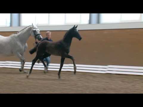 Hf v Feinrich x Rubinero x Caprimond T 2017